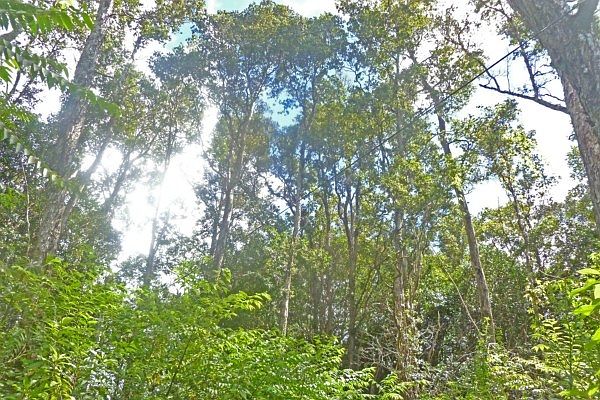 1st image of 12-4283 Kalapana St Lot 773