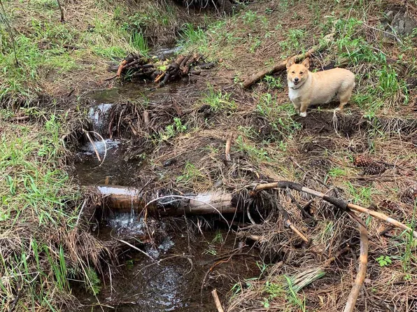 1063 Buckskin Ln, Portola, CA 96122