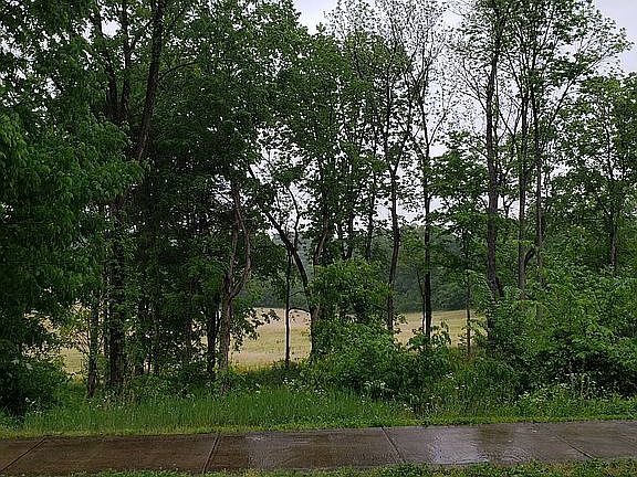 2nd image of 125 Walking Stick Trail Ct