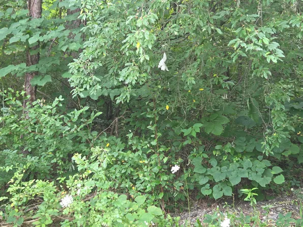 Map 105 80 0 39.00 D St, Louisa, KY 41230