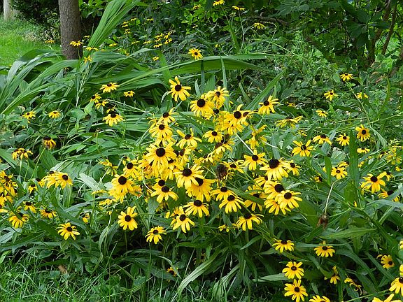 A few of the perennials.