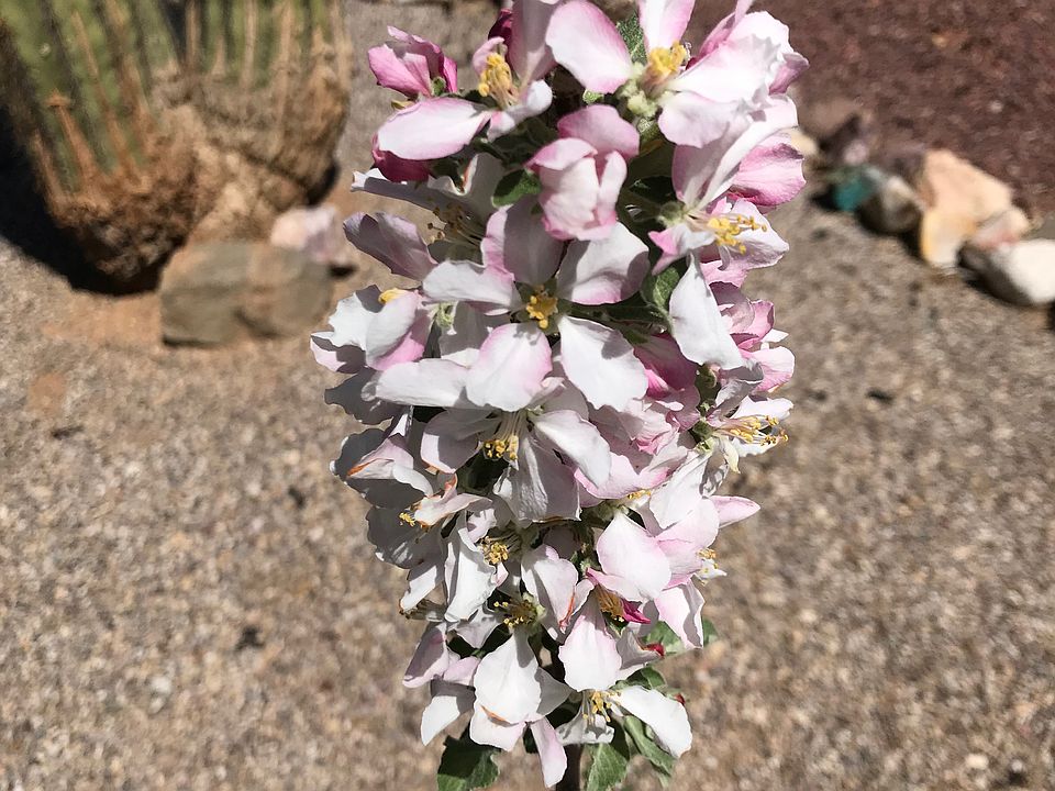 Anna Apple tree