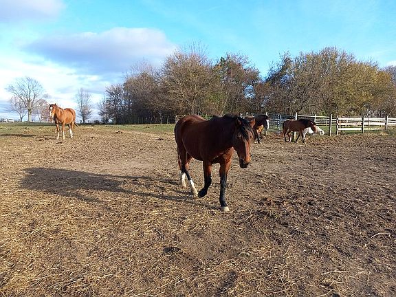 2nd pasture, arena on side