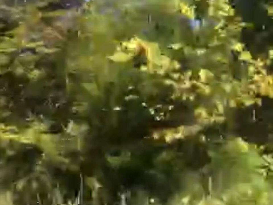 2nd image of 35 Buck Creek Cir