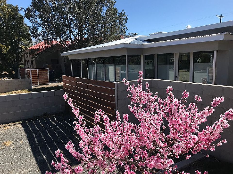 Dwarf saturn peach tree
