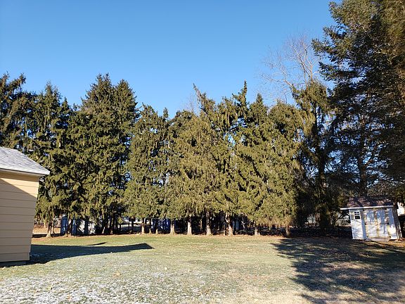 mature privacy trees, shed