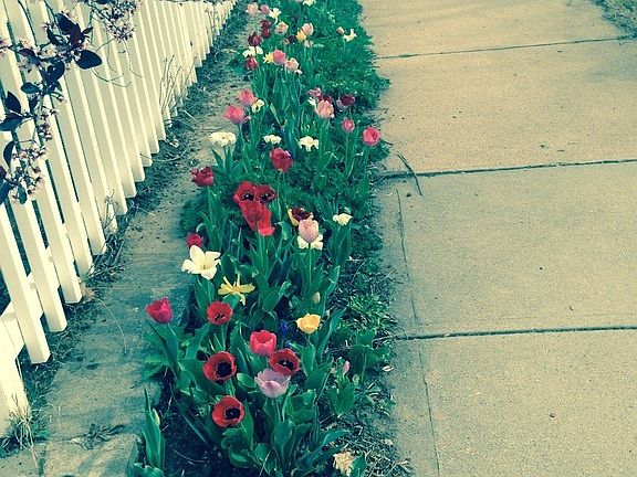 Spring with 100's of tulips