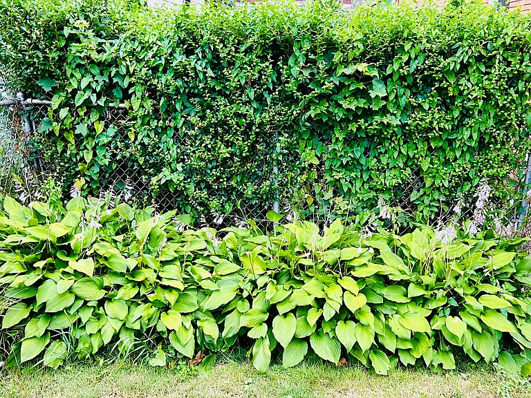 Green yard