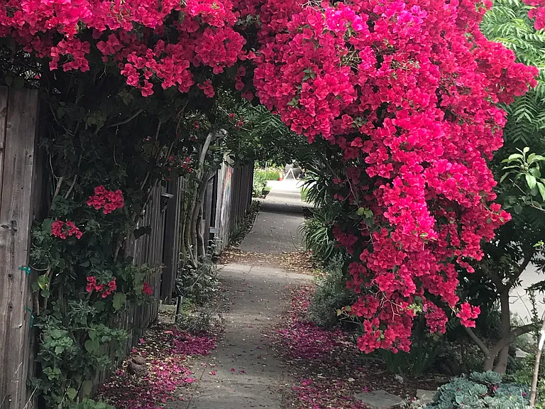Neighborhood in bloom
