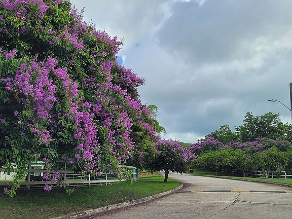 HM STREET WITH CRAPE MYRTLES