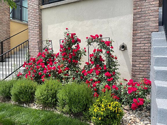 The only climbing roses in the community!