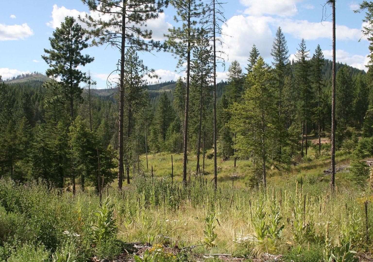 0 Olinger Rd, Springdale, WA 99173 Zillow