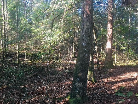 <p>Harwood Bottom </p>