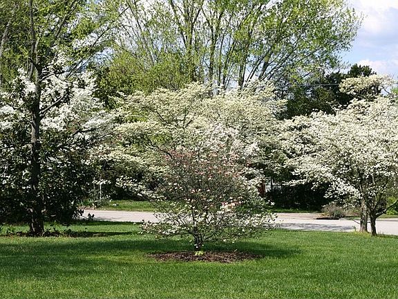 Front Yard