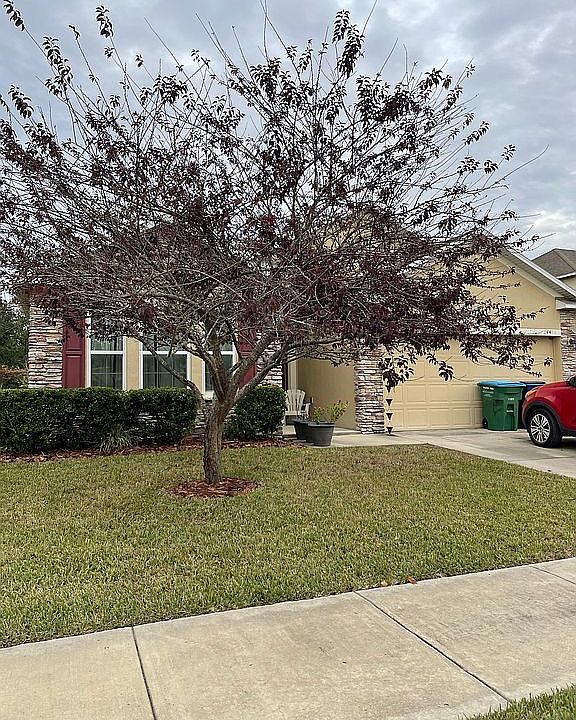 Front w/Japanese plum tree 