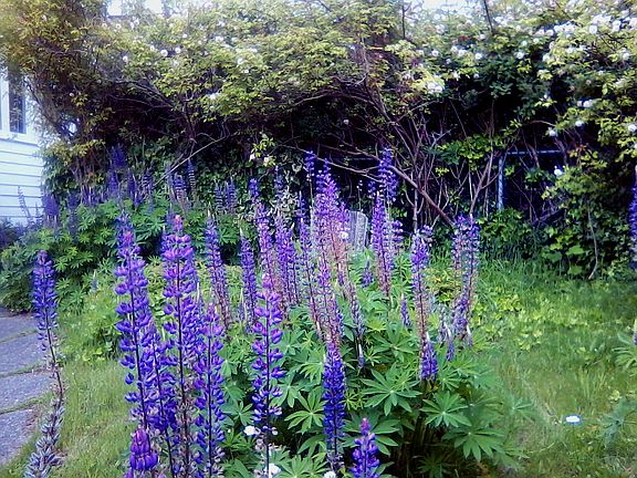 May 2013 - front yard