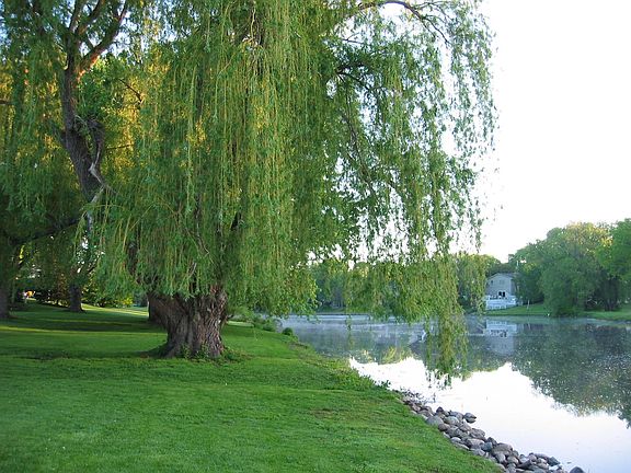 Back Yard (northwood pond)