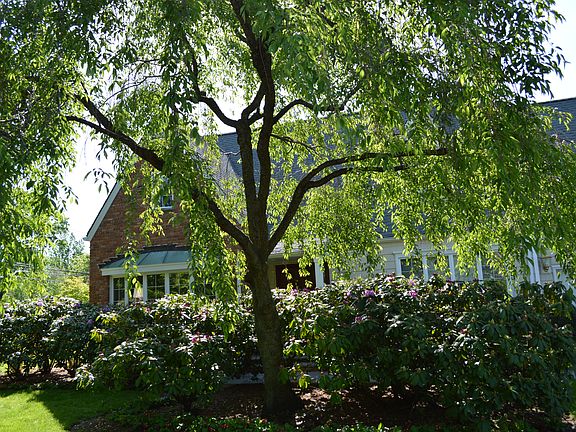 Rhododendrons in bloom