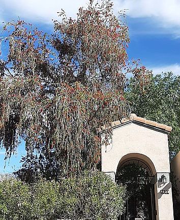 Weeping Bottle brush blooms