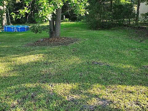 Beautiful back yard 