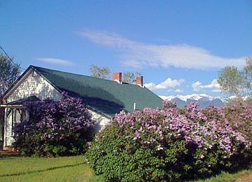 Lilacs in Spring