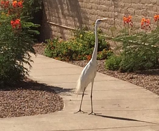 Out For a Walk