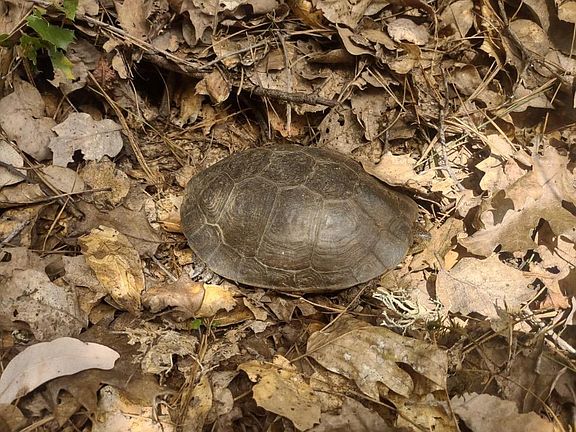 5th image of 18570 Wildlife Trl