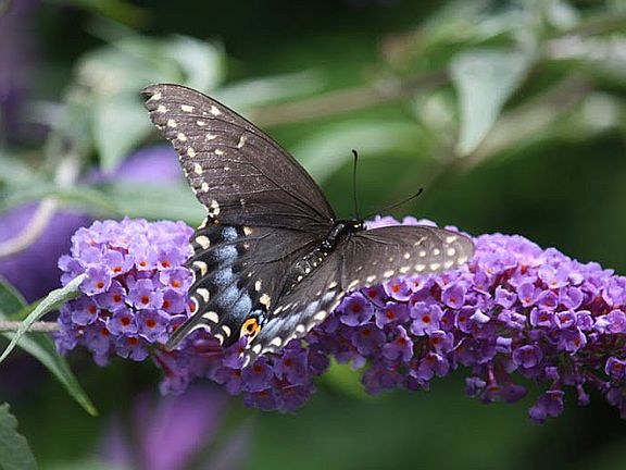 Butterfly on flowers