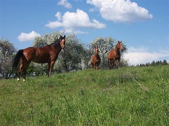 Pasture for Horses