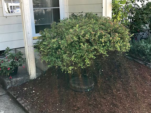 Front garden