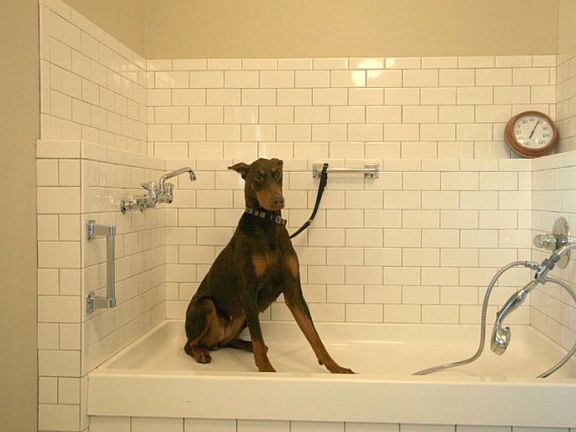 Nibbles’ dog washing station