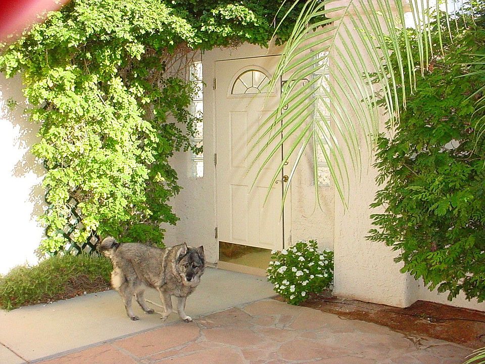 courtyard - dog not included