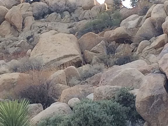 The Hawk is looking for food