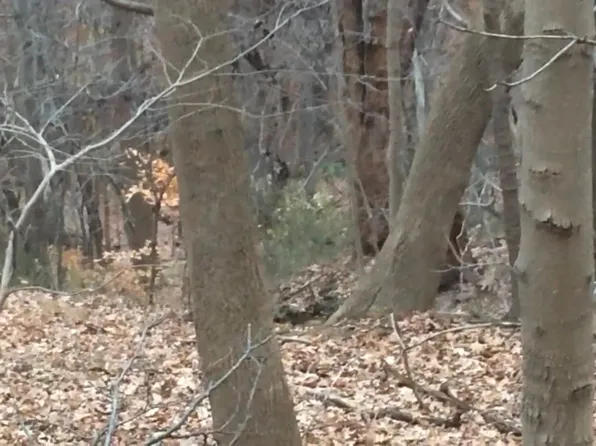 Forest Estates Lots #6 & 5, Ashland, KY 41101