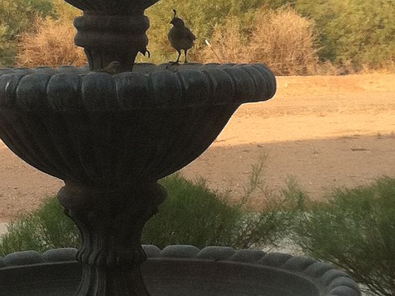Front yard water fountain