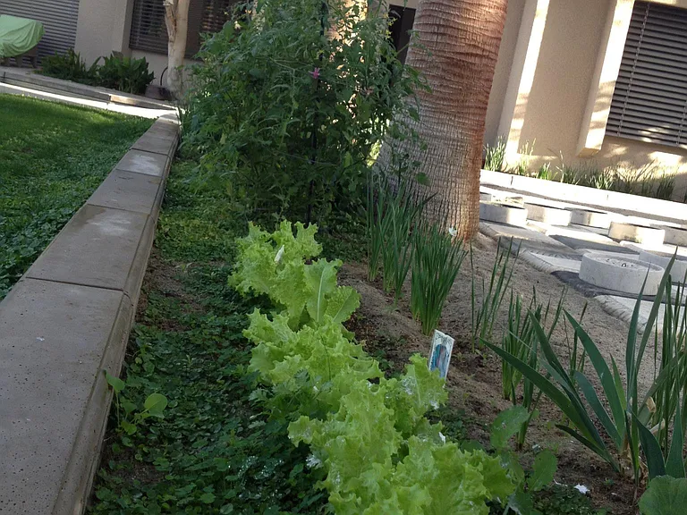 Vege garden in season