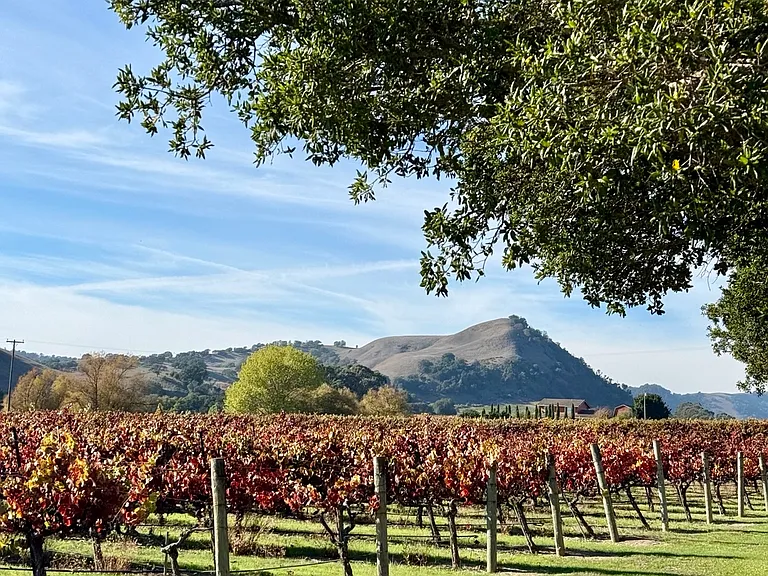 Fall in the vineyard. Outlook to Artesa Winery.