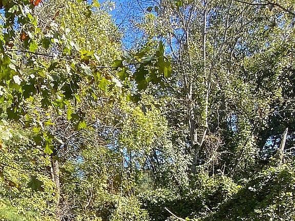 Wooded area