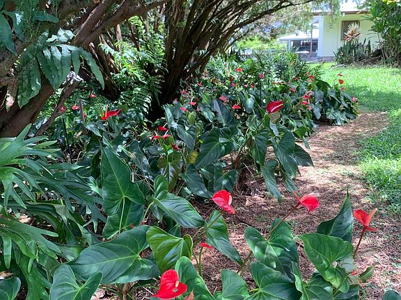 Lovely anthuriums abound!