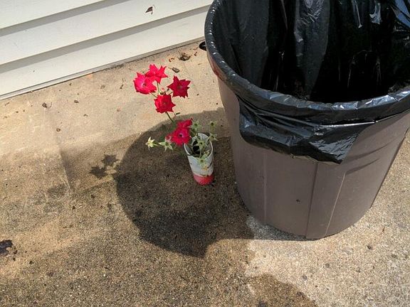 Rosebushes Clippings