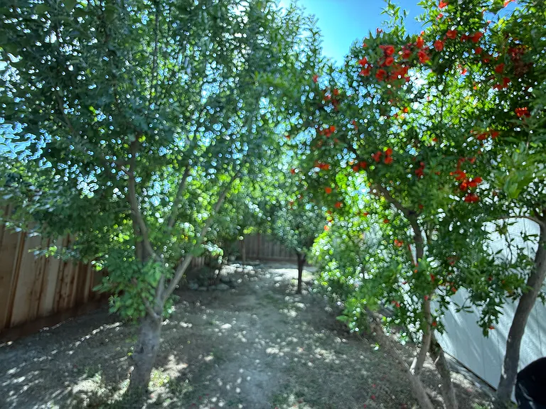 Persimmon, cherry, plum, mandarin, pomegranate, lemon, guayaba, apple,