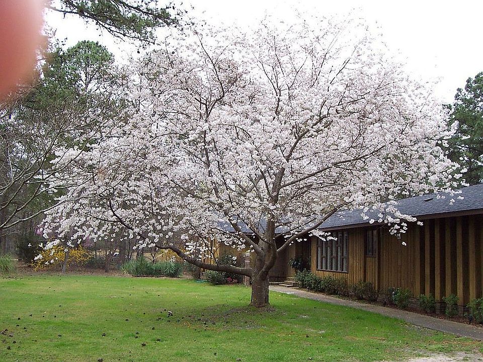 Cherry Tree in Front Yard