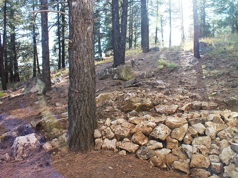forest view