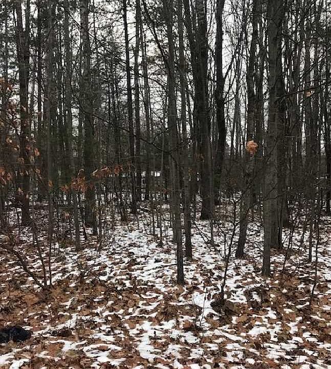 2nd image of Teaberry Ln