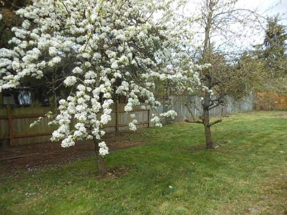 Flowering Trees