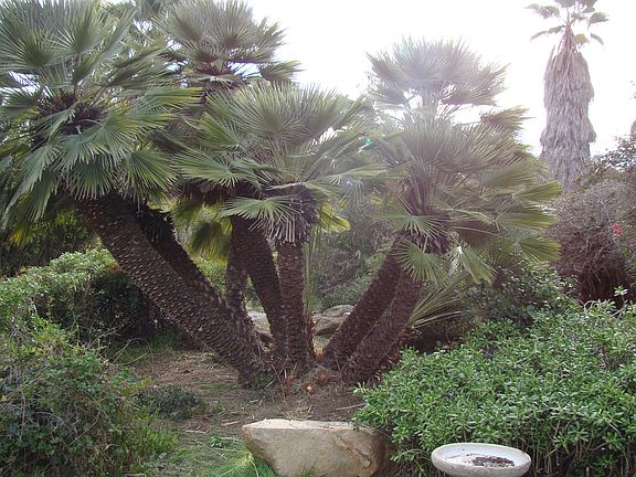 Oranamental & fruit trees