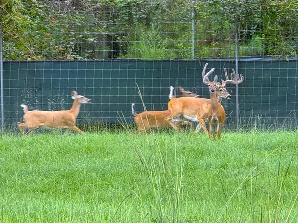 5292 Ivy Creek Rd, Rutledge, AL 36071