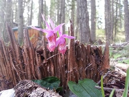 Lady Slipper Orchids