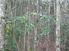 2nd image of 8326 Cluster Rd