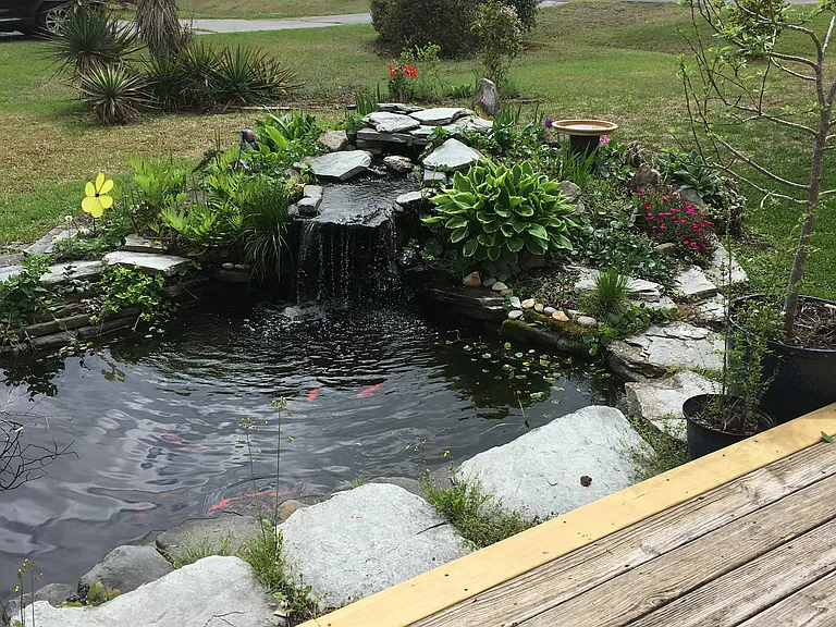 Koi pond garden now